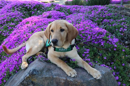 Entry image for Nouveau. Clicking this image will show a larger photo