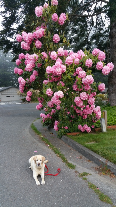 Entry image for VIKING. Clicking this image will show a larger photo