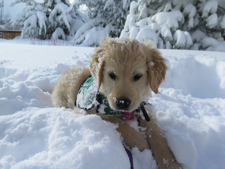 Entry image for Gidget. Clicking this image will show a larger photo