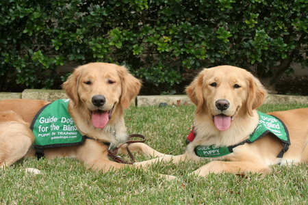 Entry image for Sprite and Salsa, Sisters. Clicking this image will show a larger photo