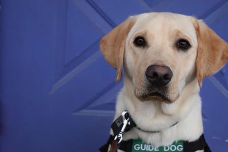 Entry image for Rousseau. Clicking this image will show a larger photo