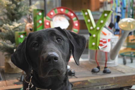 Entry image for Moonlight. Clicking this image will show a larger photo