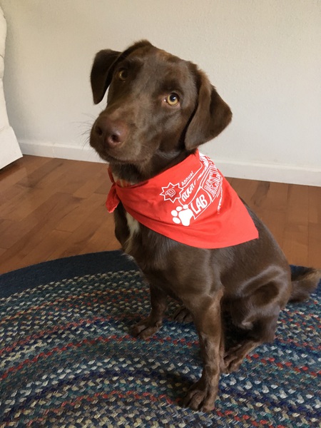 Entry image for Gypsy. Clicking this image will show a larger photo