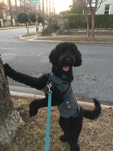 Entry image for Pepper . Clicking this image will show a larger photo