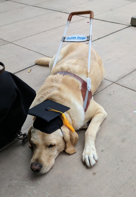 Entry image for Irish. Clicking this image will show a larger photo