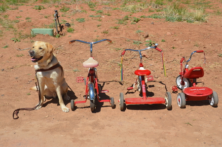 Entry image for WILLS. Clicking this image will show a larger photo