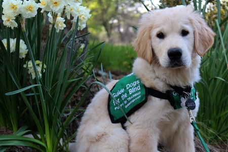 Entry image for Gladys. Clicking this image will show a larger photo