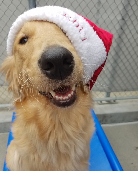 Entry image for Venetia . Clicking this image will show a larger photo