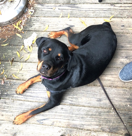 Entry image for Lexie. Clicking this image will show a larger photo