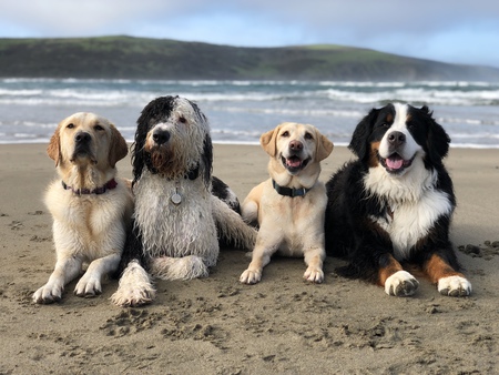 Entry image for Goose. Clicking this image will show a larger photo