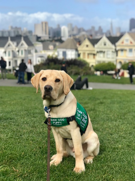 Entry image for Lorax. Clicking this image will show a larger photo