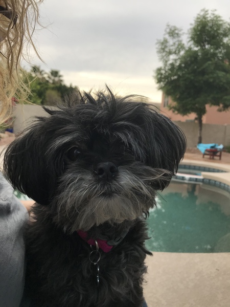 Entry image for Marley. Clicking this image will show a larger photo