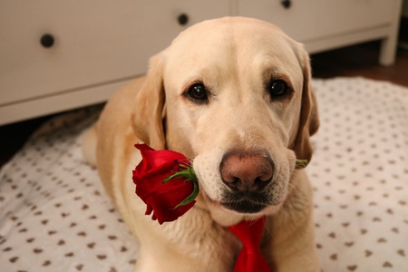 Entry image for Mondo. Clicking this image will show a larger photo