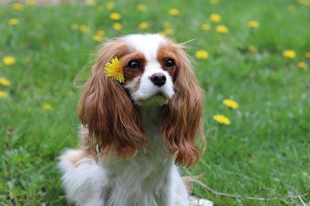 Entry image for Nutmeg. Clicking this image will show a larger photo