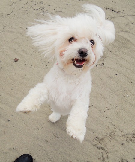 Entry image for Mickey. Clicking this image will show a larger photo