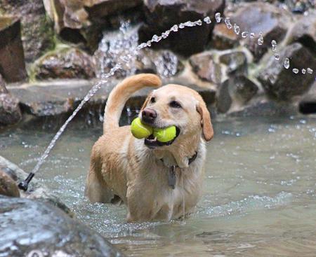 Entry image for Dusty. Clicking this image will show a larger photo