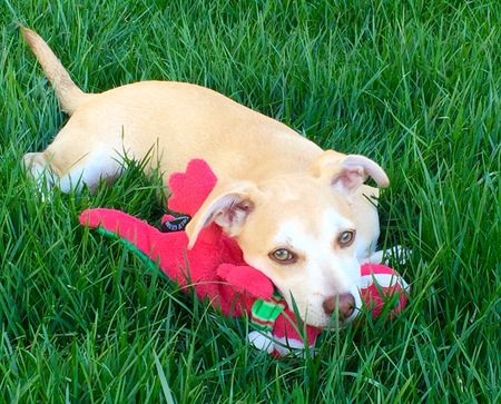 Entry image for Charlie. Clicking this image will show a larger photo