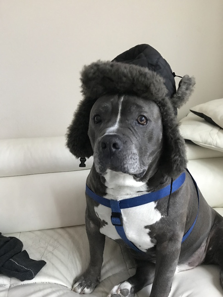 Entry image for Peddey. Clicking this image will show a larger photo