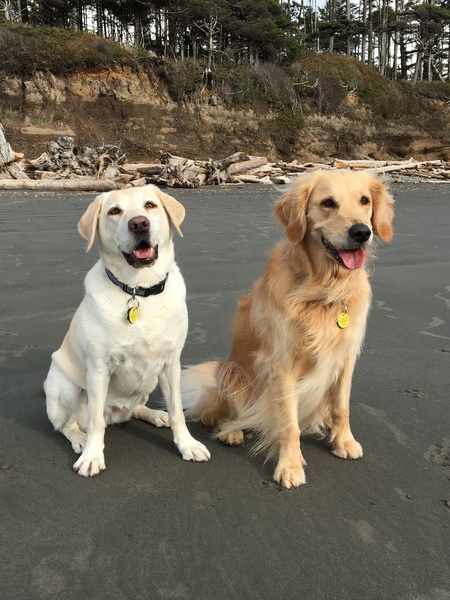 Entry image for Dora and Bronte. Clicking this image will show a larger photo