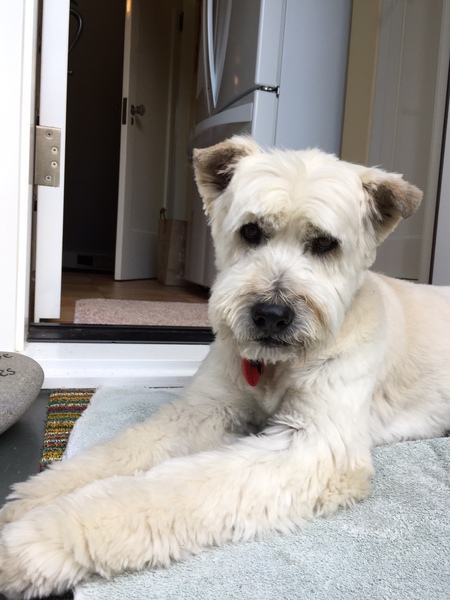 Entry image for Martin. Clicking this image will show a larger photo