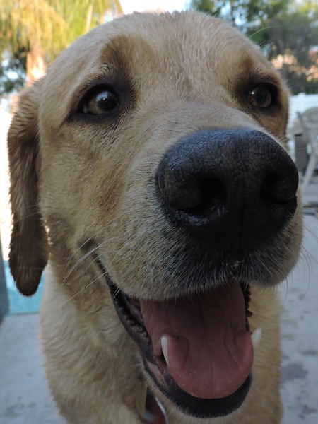 Entry image for Lassen. Clicking this image will show a larger photo