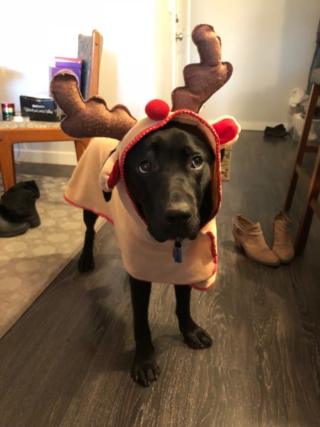 Entry image for Kiri. Clicking this image will show a larger photo