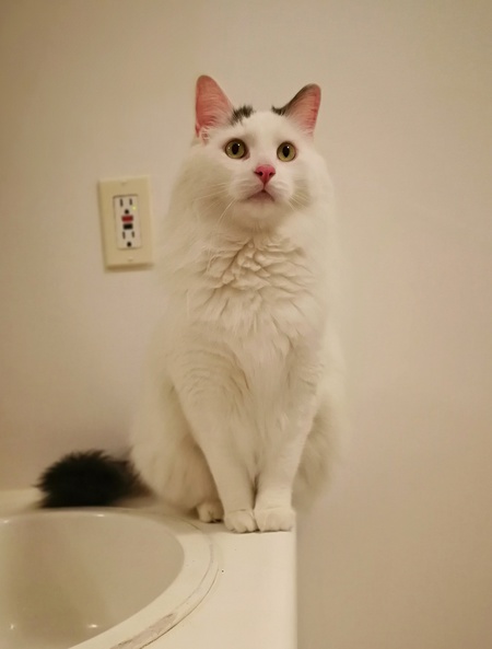 Moe