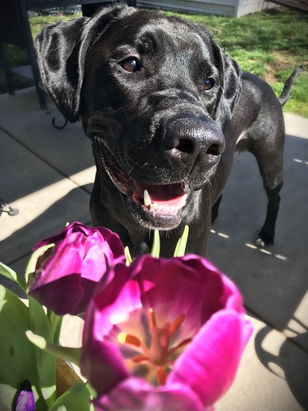 Entry image for Ella. Clicking this image will show a larger photo