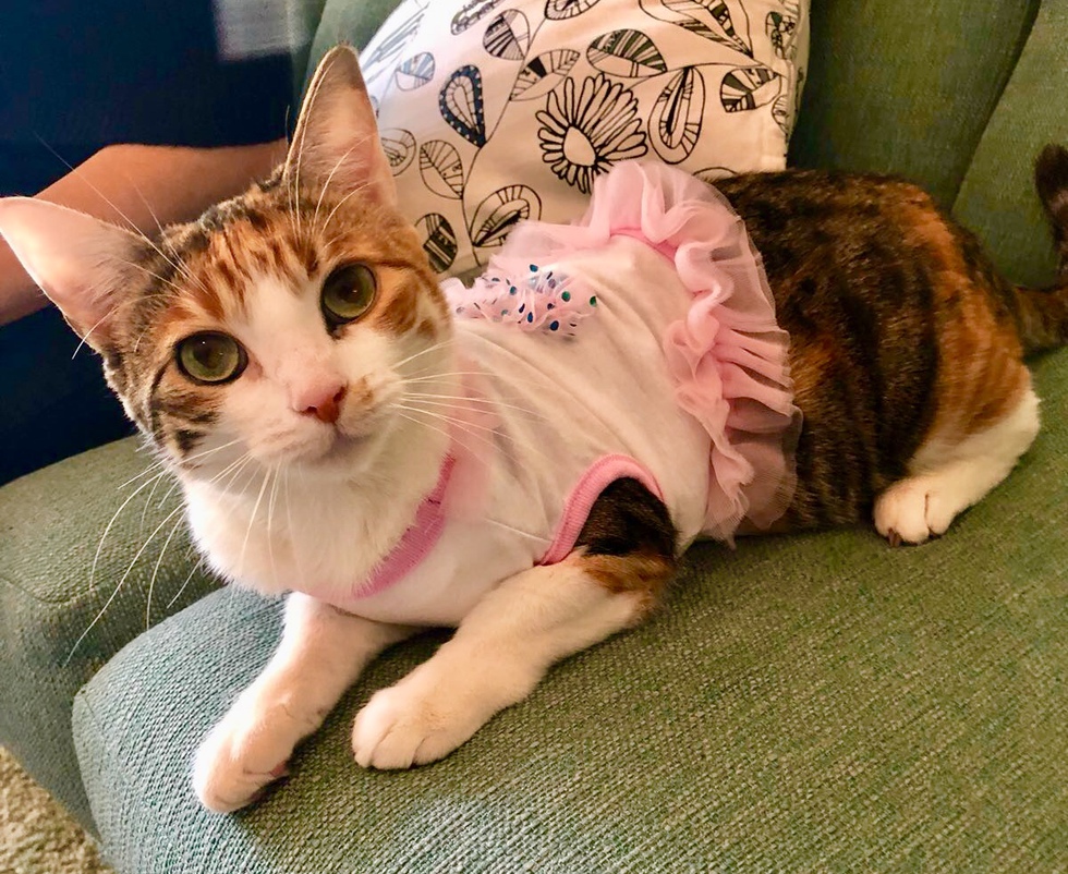 Vote for Whitney Houston Until They're All Home Pet Photo Calendar