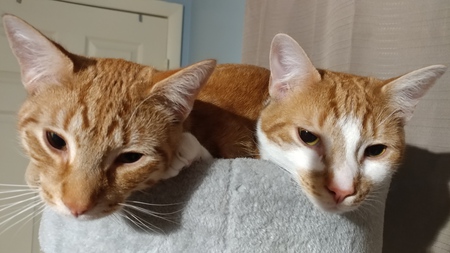 Smokey and Bandit