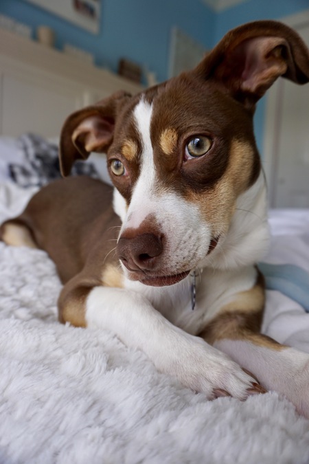 Piper
