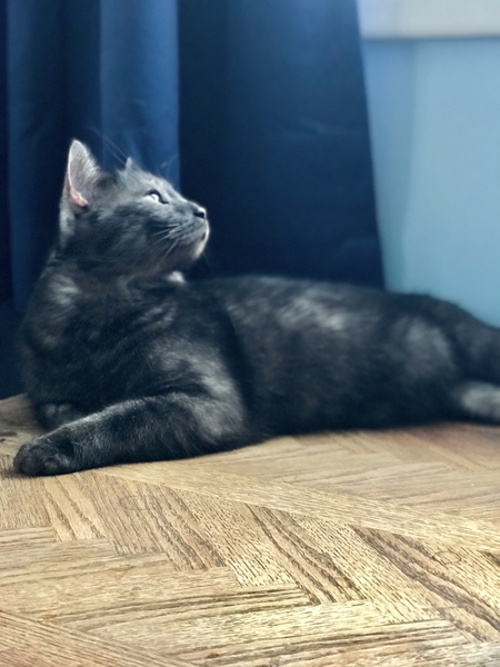 Rex