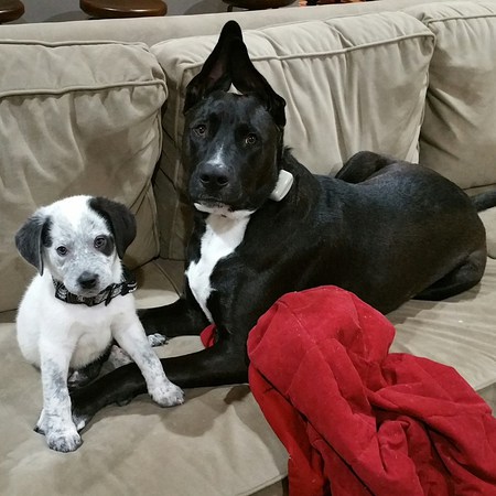 Dutch and Pete