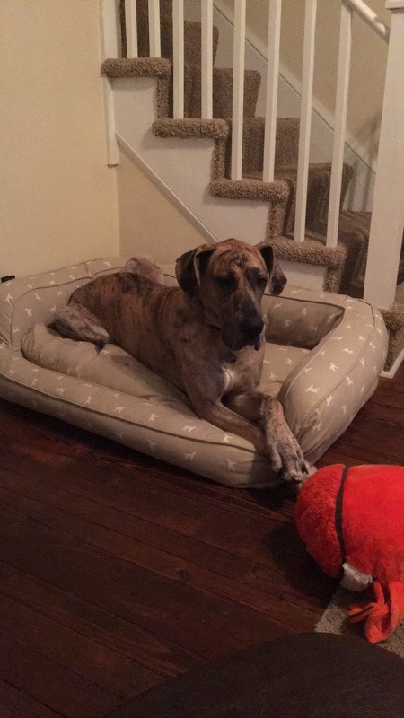 Sampson /  formally  Dante