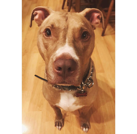 Jovi 