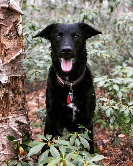 Clove 