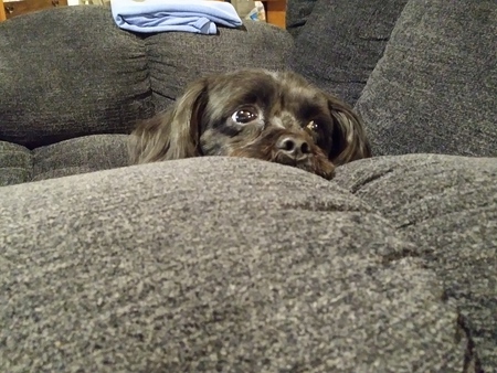 Zeke