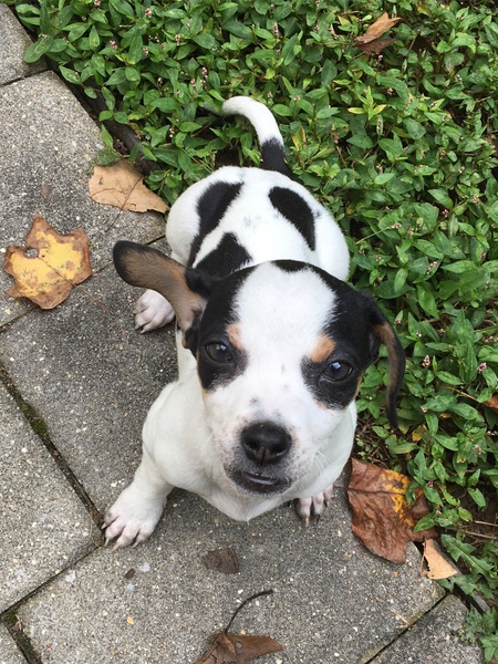 Cooper (formerly Pierce)