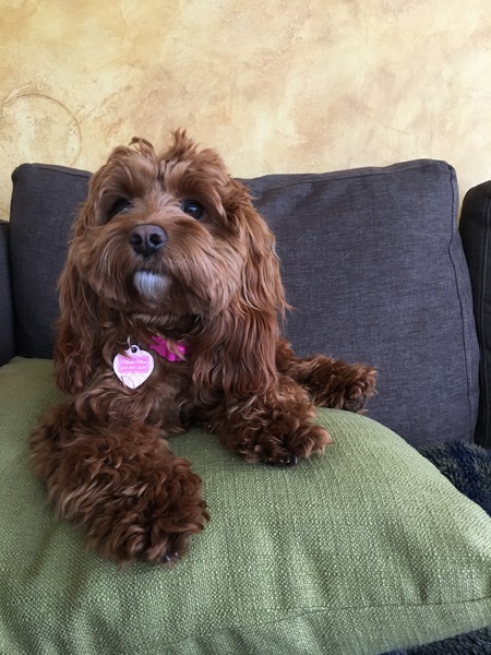 Macie