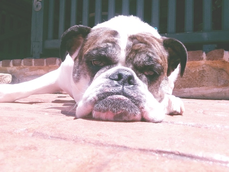 Sookie