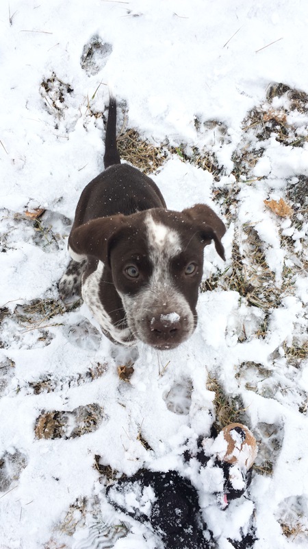 Moose