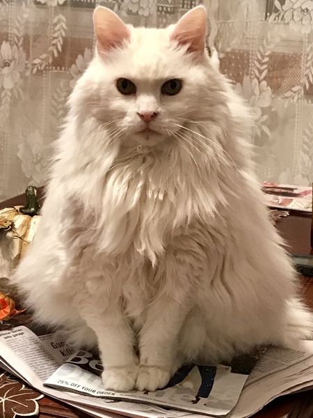 Graci