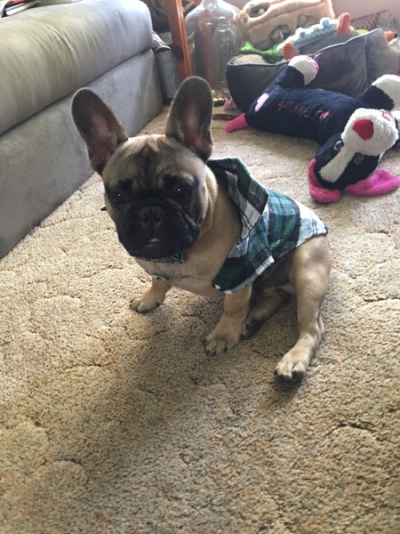 Louie