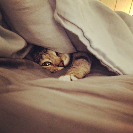 Abbey the Tabby