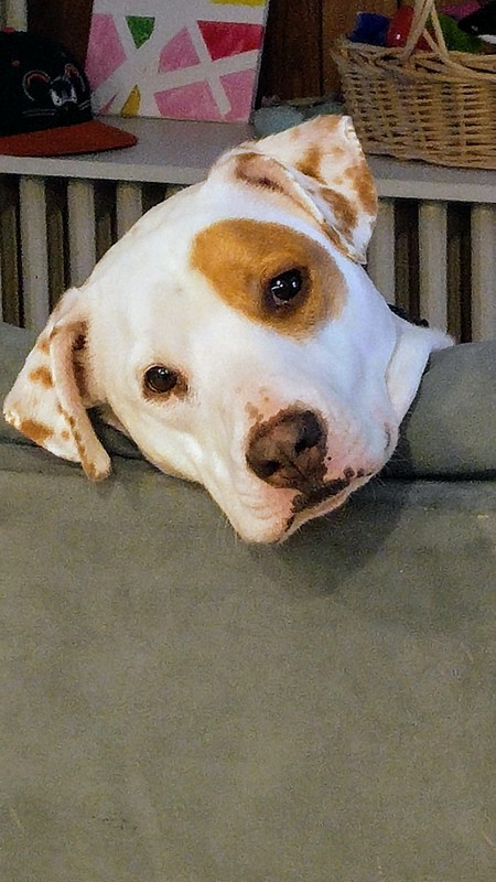 Bauer