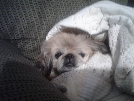 Babybear