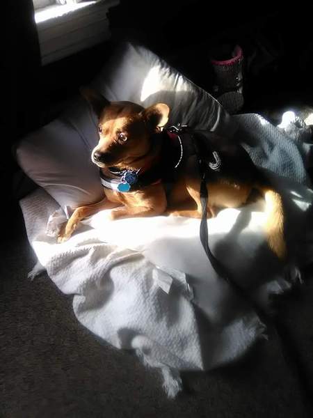 Zorro