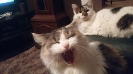 Lucy and clementine