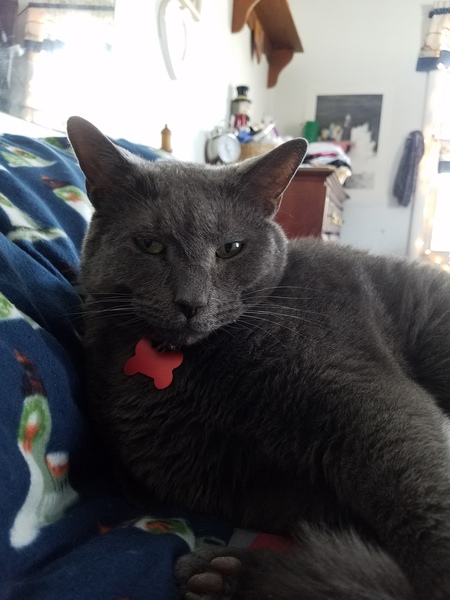 Officer Meowzer