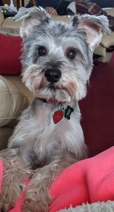 Toby